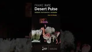 Experience FRAMERATE: Desert Pulse at Desert Botanical Garden