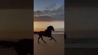 Амина