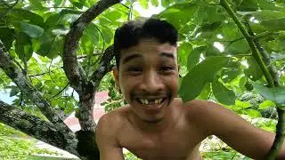 Avocardo dalisay