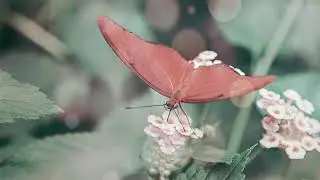 Butterflies - Tom Odell Feat Aurora (Slowed & Reverbed)