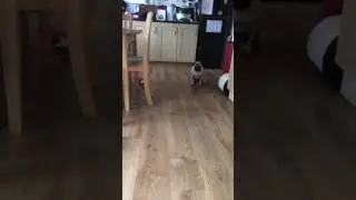 Puppy pug waits for he's dinner