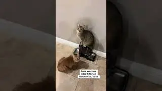#cats #catlovers #petlovers #pets #seniorcat #oldcat #reincarnation #cat #pet #love #kitty