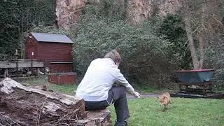 Sam the Quarry Fox: George hand fed young fox