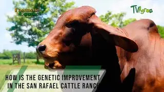 How is the genetic improvement in the San Rafael cattle ranch - TvAgro By Juan Gonzalo Angel