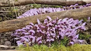 Purple toothwort (Lathraea clandestina)