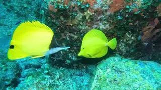 【映像記録】キイロハギを見る