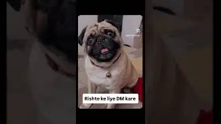 Hai Koi Rishta Mere Liye 😬 #coco #pug #lovesong #puglife #ytshorts #funny #comedy #viralshorts