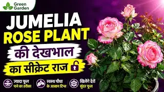 Jumelia Dutch Rose flower plant care Secret.