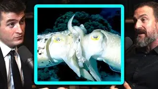 How male cuttlefish pretend to be female in order to have sex | Andrew Huberman and Lex Fridman