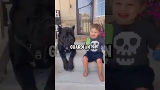 3 perros fuertes y protectores que se convertir&aacute;n en el guardi&aacute;n de tu hijo #perros #dogs #mascota