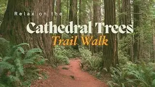 Cathedral Trees Trail Walk | Redwood Forest | Binaural brown noise Soundscape Relax, Study, Sleep
