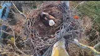 Eagle Nest Live Texas 🦅 20251227 Night
