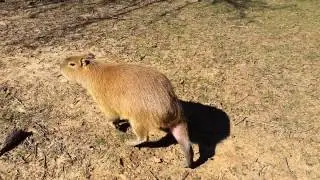 Capybara noise