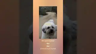 Gucci My Fluff | Custom Dog Song Lyric Video