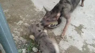 Mother Dog Doesn't Want To Share Food With Her Puppies