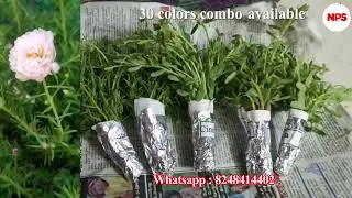 50 colors 500 Rs - Pathumani Poovu -Table Rose - Portulaca - Moss Rose -WhatsApp : 8248414402