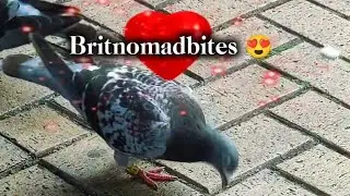 Brit Nomad Bites is live! cute pigeons having ham pastry 🥰❤️ #live #shorts #pigeons #pigeon