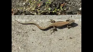 Lucertole - Lucertola muraiola (Podarcis muralis) - Wall lizard - Lagarto de pared - L&eacute;zard