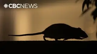 Reports detail hundreds of mouse and rat complaints in schools across Vancouver