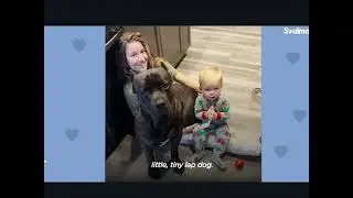 Культура собак больна
