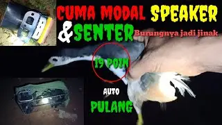 Cara nangkap burung Ruak-Ruak  di malam hari dengan mudah/ How to catch |@PancingPancangchannel