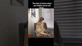 cute dogs and funny moments part 3