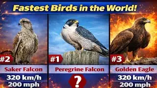 Top 20 Fastest Birds in the World 🐦 | Speed in KM/H & MPH