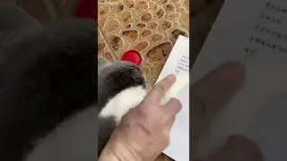 Cat moment | PETS HEART - Lovely Cat