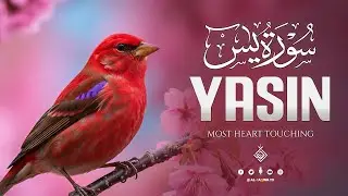 Surah Yasin (Yaseen) سورة يس | A Beautiful Calming Recitation That Soothes The Heart | Al-Taqwa TV