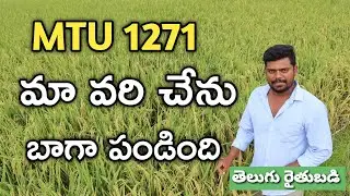 ఎమ్.టి.యు-1271 రకం వరి.. యువరైతుకు భారీ దిగుబడి | MTU-1271 Paddy | తెలుగు రైతు బడి