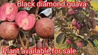 Black diamond guava plant farming in india successful and plant delivery all India contact now