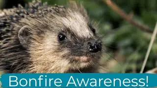 Bonfire Awareness! Keep Hedgehogs Safe with Cuan Wildlife Rescue
