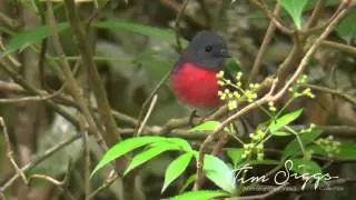 Rose Robin (Petroica rosea) HD Video 1/1 Australian Bird Media.