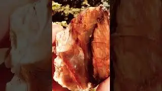 Did you know? Opalized petrified wood reveals ancient wood cells. #opalizedwood  #fossil #rocks