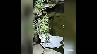 Man-made pond...#BeforeCleaning
