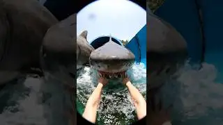 &ldquo;Terrifying POV: Giant Sharks in a Resort Pool&rdquo; #shorts