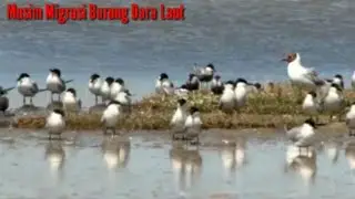Melihat Puluhan Burung Dara laut Bermigrasi (Sternidae bird)