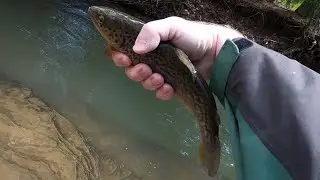 Fly Fishing Western Pa., April 2020