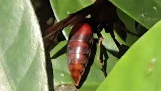 棕長腳蜂 Vespa: Polistes gigas 在葉面上下搜尋食物-毛蟲/蟲卵