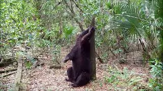 Florida Black Bear