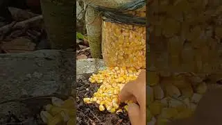 Como Fazer Ceva para Paca, Catit&uacute; 🐗 Namb&uacute; e Outros P&aacute;ssaros com Garrafa Pet #ro&ccedil;a  #campo #caipira