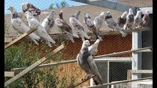 Iranian High Flying Pigeons (Galamkarha)