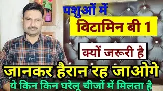 पशुओं में विटामिन बी 1 की कमी Thiamine Deficiency in cattle animals लक्षण रोग इलाज