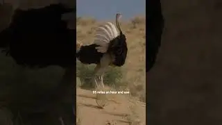Built to Run, Not Fly: The Ostrich&rsquo;s Evolution #shorts #ostriches #watchandwonder