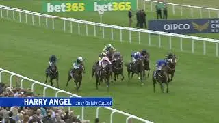 HARRY ANGEL &ndash; World Champion and the top-ranked sprinter at stud in Australia