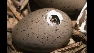 Utilidad del Junco para las aves Pollona y Gallaretas Santa Fe Jujuy Argentina 2023