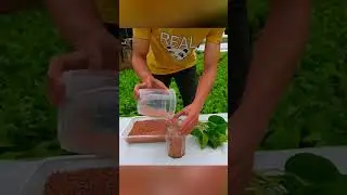 Plant hydroponics is very beautiful #plants #gardening #garden