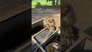 #fourtou #villagelife #vairalvideo #fruit #funnyvideo #nature #funny #farming #vlog #monkey