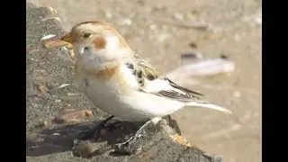 Titchwell Beach & Snow Bunting North Norfolk