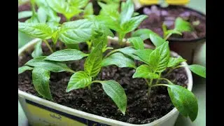 Comment r&eacute;ussir les semis de poivrons et piments